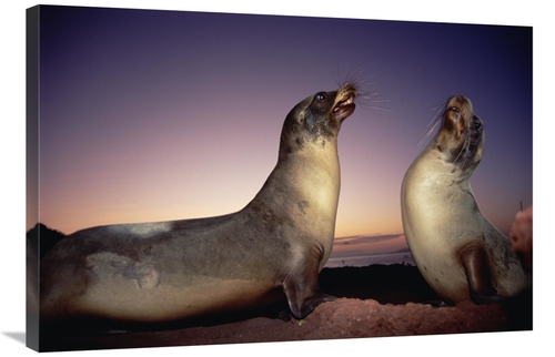 Global Gallery GCS-451148-2436-142 24 x 36 in. Galapagos Sea Lion Youn