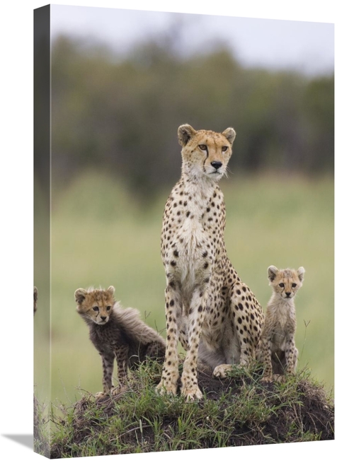 Global Gallery GCS-395840-1624-142 16 x 24 in. Cheetah Mother & Eight 