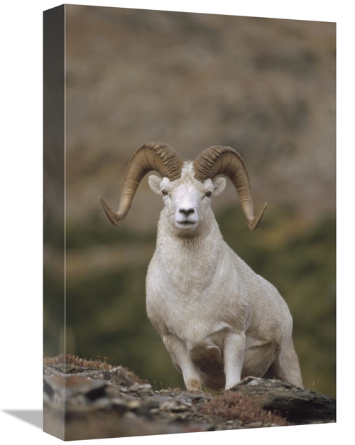 Global Gallery GCS-451891-1218-142 12 x 18 in. Dalls Sheep Ram on Rock