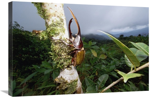 Global Gallery GCS-450964-2030-142 20 x 30 in. Hercules Scarab Beetle 