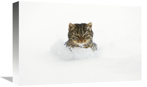 Global Gallery GCS-452581-1218-142 12 x 18 in. House Cat in Deep Snow&