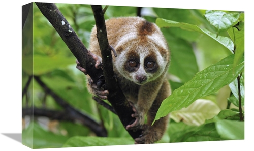Global Gallery GCS-397641-1218-142 12 x 18 in. Slow Loris, Norther