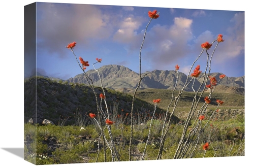 Global Gallery GCS-396562-1216-142 12 x 16 in. Ocotillo Big Bend Ranch