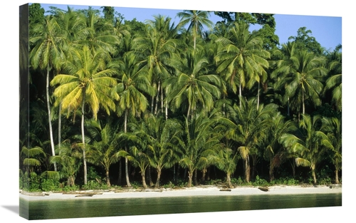 Global Gallery GCS-452341-2030-142 20 x 30 in. Palm Trees Along White 