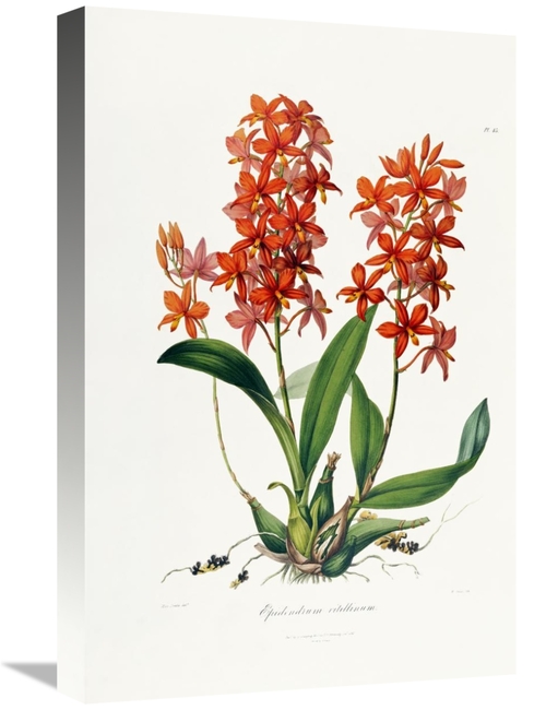 Global Gallery GCS-266778-22-142 22 in. Star Orchid Art Print - John L