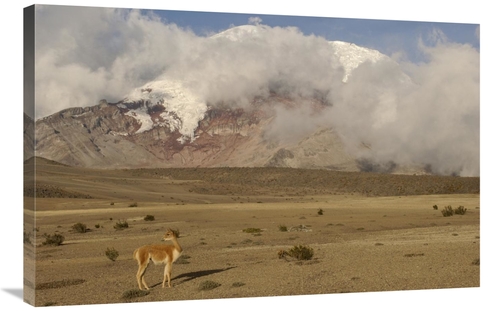 24 x 36 in. Vicuna Standing Beneath Mt Chimborazo, Andes Mountains