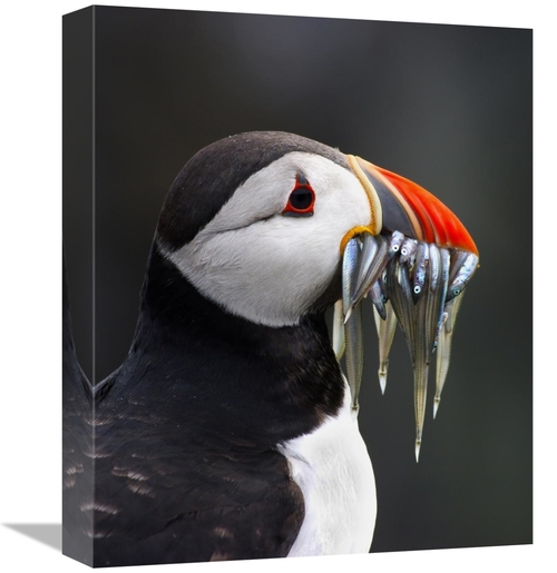 Global Gallery GCS-397501-16-142 16 in. Atlantic Puffin with Fish in I