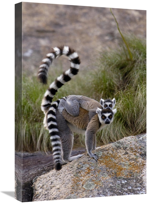 Global Gallery GCS-453247-1624-142 16 x 24 in. Ring-Tailed Lemur Mothe