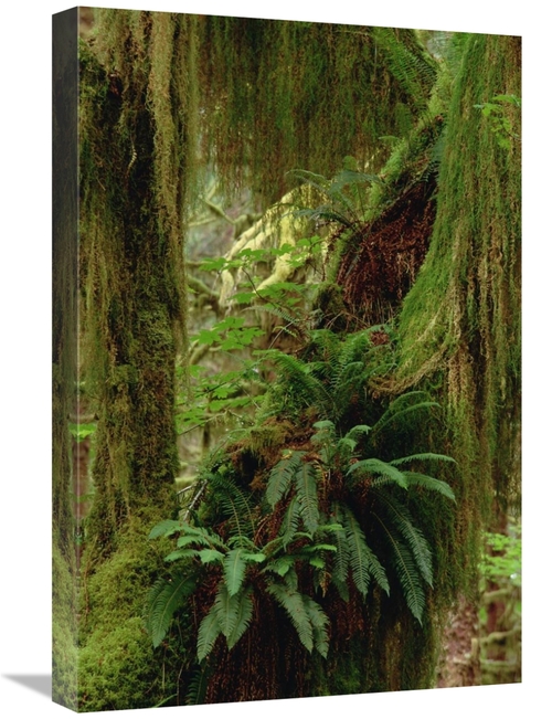 Global Gallery GCS-452924-1624-142 16 x 24 in. Epiphytic Sword Fern&#4