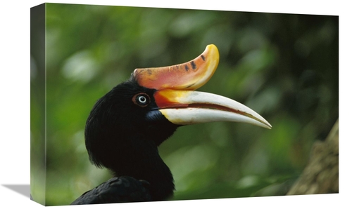 Global Gallery GCS-453010-1218-142 12 x 18 in. Rhinoceros Hornbill Pro