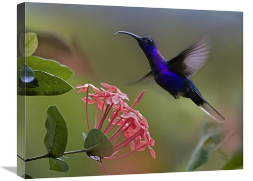 Global Gallery GCS-396666-1824-142 18 x 24 in. Violet Sabre-Wing Male 