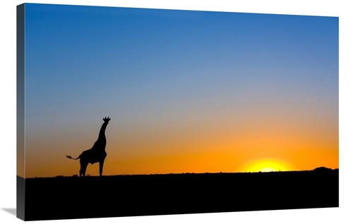 Global Gallery GCS-397433-2436-142 24 x 36 in. Giraffe Silhouetted Aga