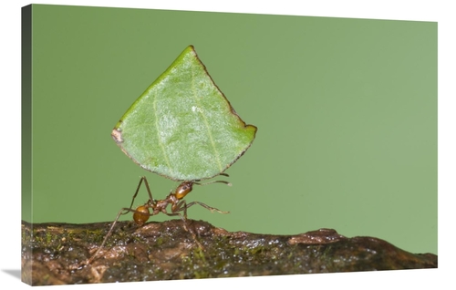 Global Gallery GCS-397305-2436-142 24 x 36 in. Leafcutter Ant Carrying
