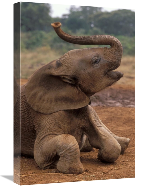 Global Gallery GCS-452967-1624-142 16 x 24 in. Orphan Baby Mwega Playi