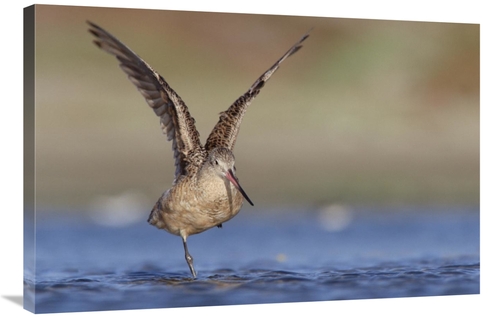 Global Gallery GCS-451973-2436-142 24 x 36 in. Marbled Godwit Stretchi