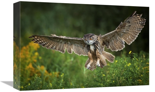 Global Gallery GCS-398213-1218-142 12 x 18 in. Eagle Owl Landing, 