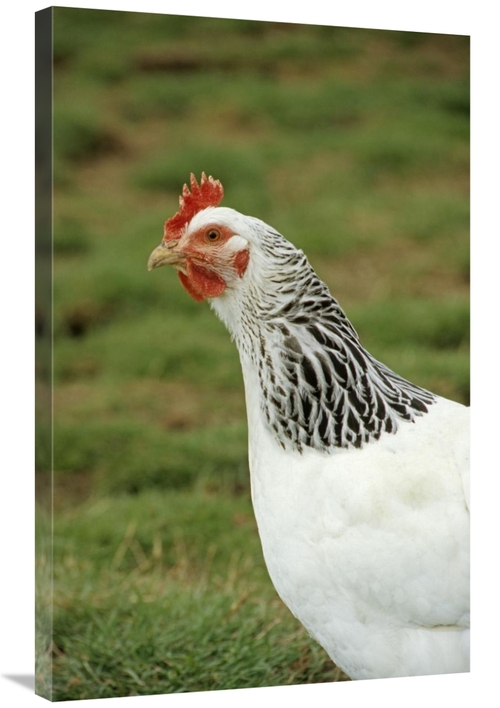 Global Gallery GCS-398067-2436-142 24 x 36 in. Domestic Chicken, L