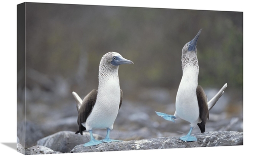 Global Gallery GCS-451784-1624-142 16 x 24 in. Blue-Footed Booby Court