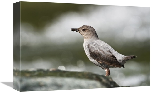 Global Gallery GCS-452665-1218-142 12 x 18 in. American Dipper Foragin