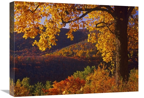 Global Gallery GCS-396522-1824-142 18 x 24 in. Autumn Deciduous Forest