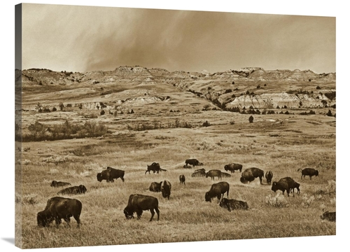 Global Gallery GCS-395916-3040-142 30 x 40 in. American Bison Herd Gra