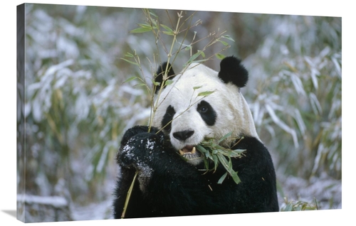 Global Gallery GCS-452301-2436-142 24 x 36 in. Giant Panda Eating Bamb