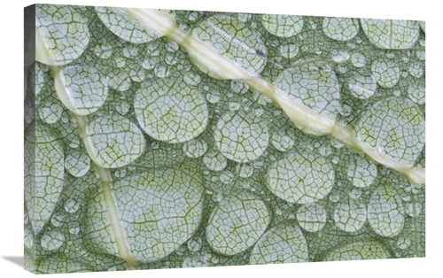 Global Gallery GCS-397607-2030-142 20 x 30 in. Water Droplets on Leaf&
