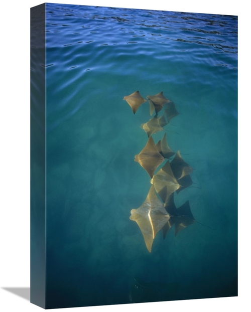 Global Gallery GCS-451753-1218-142 12 x 18 in. Golden Cownose Rays Sch