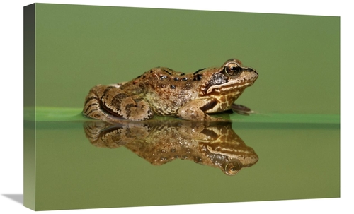 Global Gallery GCS-395312-1624-142 16 x 24 in. Common Frog on Partiall