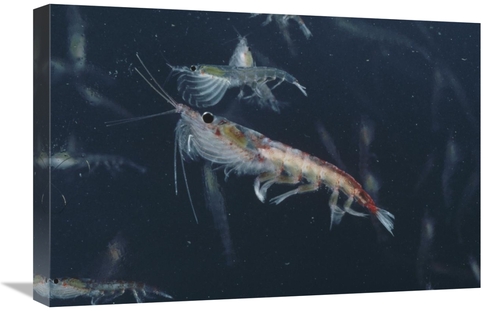 Global Gallery GCS-450631-1624-142 16 x 24 in. Antarctic Krill, An