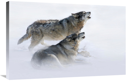 Global Gallery GCS-486648-36-142 36 in. Brothers Howling Art Print - V