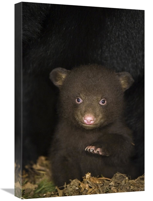 Global Gallery GCS-395804-1624-142 16 x 24 in. Black Bear 7 Week Old C