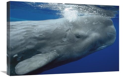 Global Gallery GCS-397708-2030-142 20 x 30 in. Sperm Whale Surfacing&#