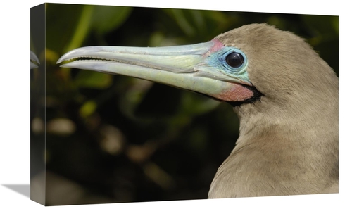 Global Gallery GCS-453056-1218-142 12 x 18 in. Red-Footed Booby Close 