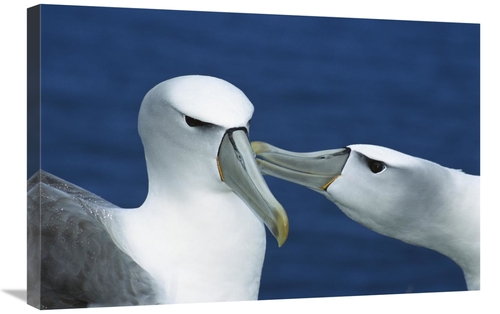 Global Gallery GCS-395651-2030-142 20 x 30 in. White-Capped or Shy Alb