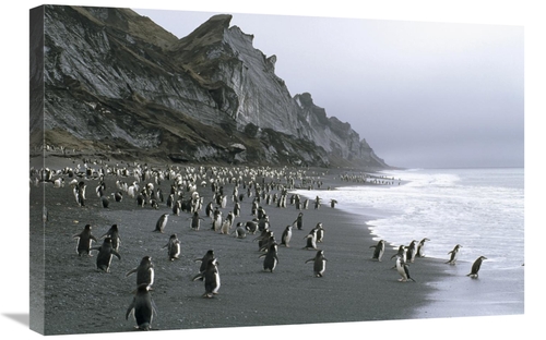 Global Gallery GCS-451069-2030-142 20 x 30 in. Chinstrap Penguins on B