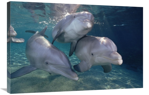 Global Gallery GCS-397848-2436-142 24 x 36 in. Bottlenose Dolphin Trio