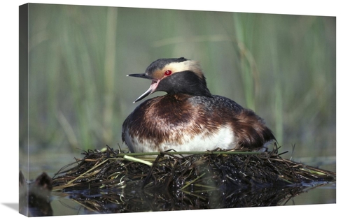 Global Gallery GCS-451976-2030-142 20 x 30 in. Horned Grebe Parent Cal