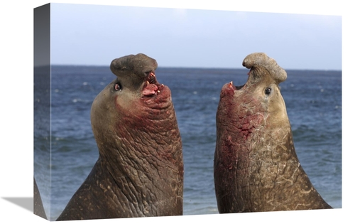 Global Gallery GCS-453553-1216-142 12 x 16 in. Southern Elephant Seal 