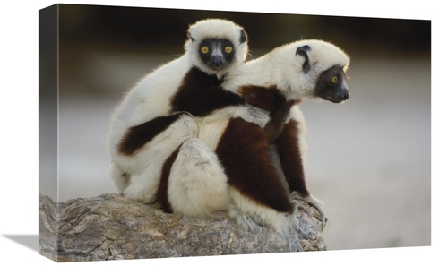 Global Gallery GCS-453027-1218-142 12 x 18 in. Coquerels Sifaka Mother