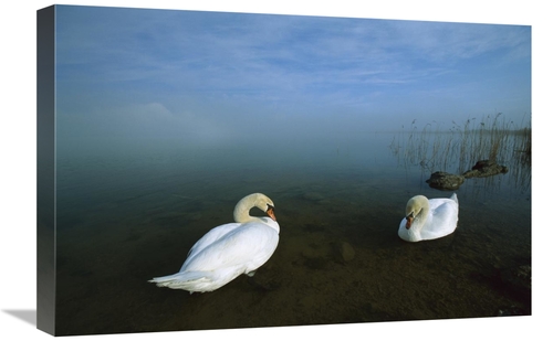 Global Gallery GCS-452572-1624-142 16 x 24 in. Mute Swan Pair in Shall