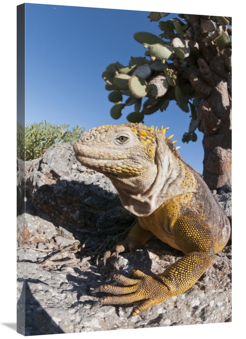 Global Gallery GCS-395620-2436-142 24 x 36 in. Galapagos Land Iguana B