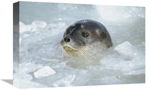 Global Gallery GCS-451310-1218-142 12 x 18 in. Ringed Seal Surfacing i