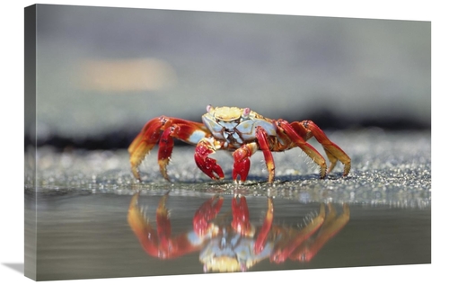 Global Gallery GCS-395590-2030-142 20 x 30 in. Sally Lightfoot Crab Fe