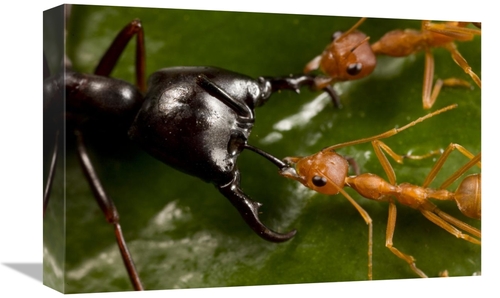 Global Gallery GCS-397744-1218-142 12 x 18 in. Weaver Ant Pair Defendi