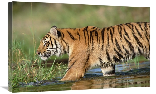 Global Gallery GCS-451987-2030-142 20 x 30 in. Siberian Tiger Walking 