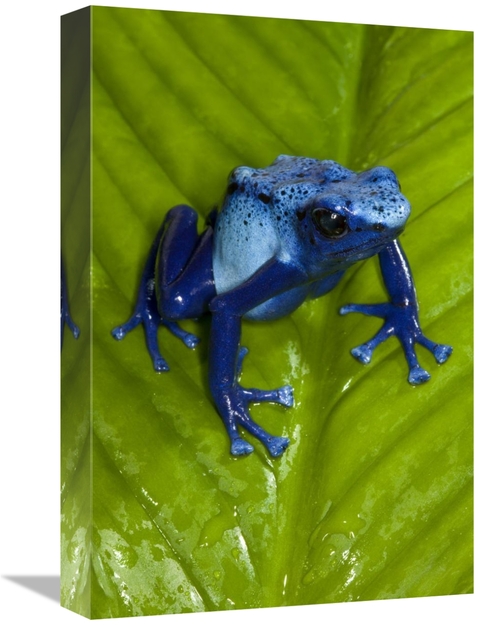 Global Gallery GCS-450920-1218-142 12 x 18 in. Blue Poison Dart Frog V