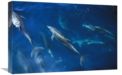 Global Gallery GCS-450720-1624-142 16 x 24 in. Bottlenose Dolphin Pod&