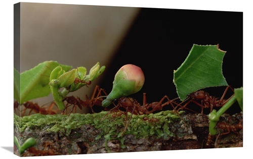 Global Gallery GCS-450771-2030-142 20 x 30 in. Leafcutter Ant Workers 