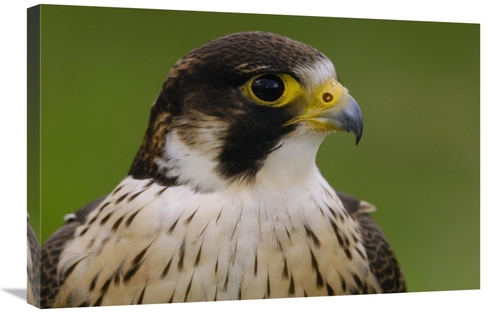 Global Gallery GCS-453105-2030-142 20 x 30 in. Peregrine Falcon Portra